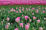 Fototapeta Tulipany - Tulip gardens