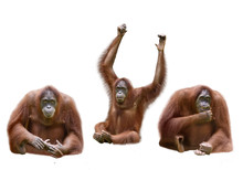 Set Of Image Orangutan