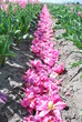 Sypanie różowych kwiatów - tulipany