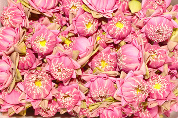  pink lotus flowers folded petal lotus