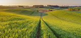 Fototapeta Krajobraz - Panorama wiosennego pola
