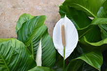 White Spathiphyllum - Peace Lily