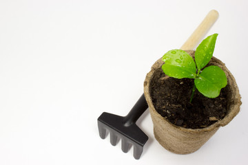 Green sprout and garden tools on white background