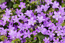Beautiful Spring Background With Campanula Bouquet.