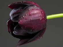 Purple Tulip With Raindrops