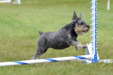 Sticker - Miniature Schnauzer at Dog Agility Trial