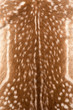 © Roman Pyshchyk - texture of fur