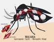 Malarian Plasmodium Life Cycle: Mosquito Infection, Vector Illustration