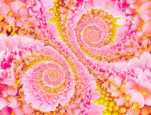 Spiral Background Made Of Chrysanthemum Flowers