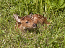 Little White Tail Fawn Curled Up In Grass