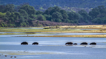 Hippopotamus in Kruger National park, South Africa