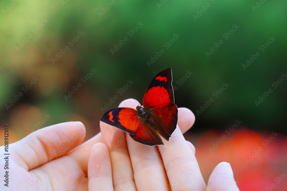Colorful butterfly in female hand, close-up