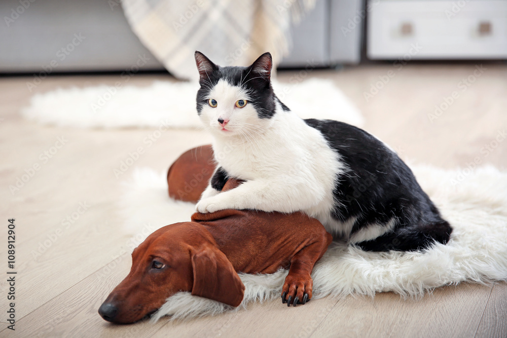 Beautiful cat and dachshund dog on rug, indoor