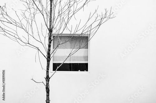 Fotografie, Obraz Minimalist abstract, dry branches with window