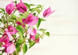 Fototapeta Tulipany - Bright pink tropical bougainvillea flower plant, sunlit, empty space, soft light, soft focus.
