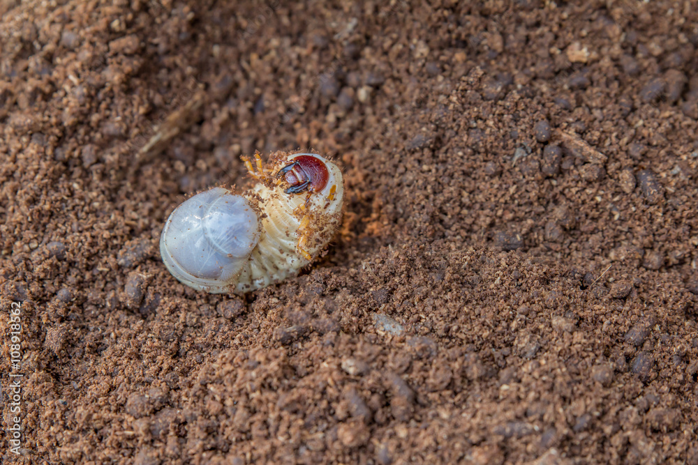 Faat Insect Larva. The larva is thick. Vile disgusting maggot. Fat insect la Stock ...