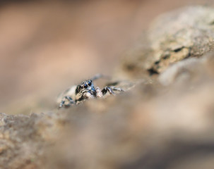 jumping spider on tree bark