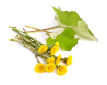 Coltsfoot Flowers With Leawes Isolated.