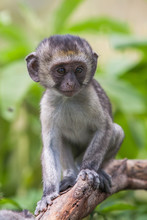 Baby Vervet Monkey Licking And Holding Branch, Addo Elephant National Park
