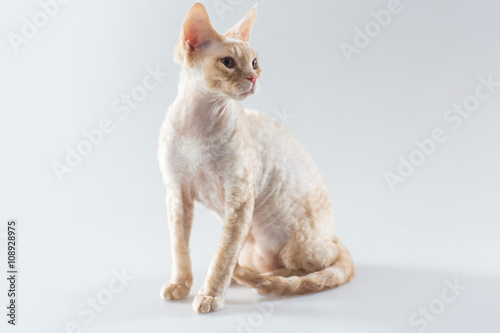 Fotomural Cornish Rex kitten posing and looking to the side