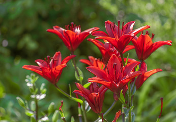 Wall Mural - red lily in garden