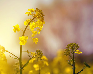 Wall Mural - Flower of a rapeseed ( Brassica napus ) at sunset