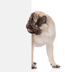 Poster - Pug puppy peeking from behind empty board. isolated on white bac
