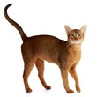 Abyssinian cat isolated on white background