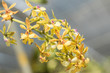Yellow cymbidium Orchid on White Background
