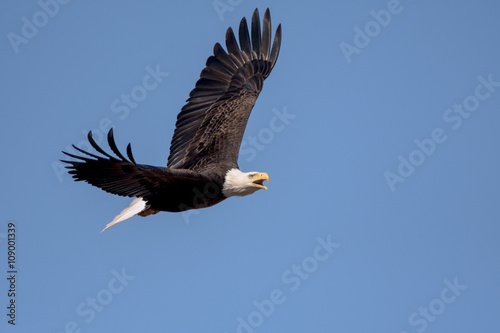 Fotografie, Obraz An American Bald Eagle flying around on a beautiful day.