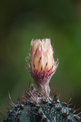 Wall Mural - Cactus flower