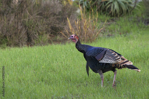 Fotografia, Obraz Young wild Tom Turkey walking in a grassy field