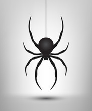 Black Spider Isolated. Vector Spider. Black Widow. Isolated Spider. Icon Shadow. Spider Background.