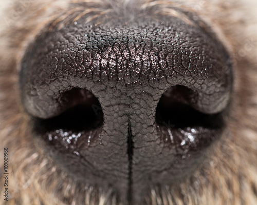 Stampa su Tela  Dog Nose Extreme Closeup