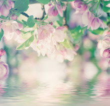 Apple Tree Flower Blossoming At Spring Time, Floral Sunny Vintage Natural Background With Water Reflection