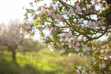 Spring Garden With Blossom Apple Tree
