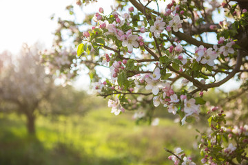 Spring garden with blossom apple tree