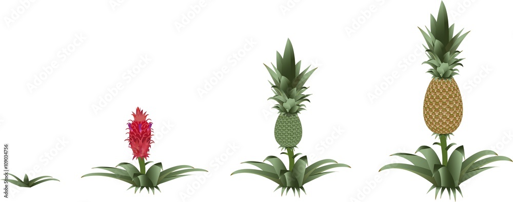 Pineapple growing process: from sprout to pineapple Stock Vector | Adobe  Stock