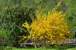 yellow flowers bush of forsythia