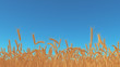 Ripening wheat ears on blue sky background. 3D illustration.