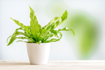 Green plant in a white flowerpot