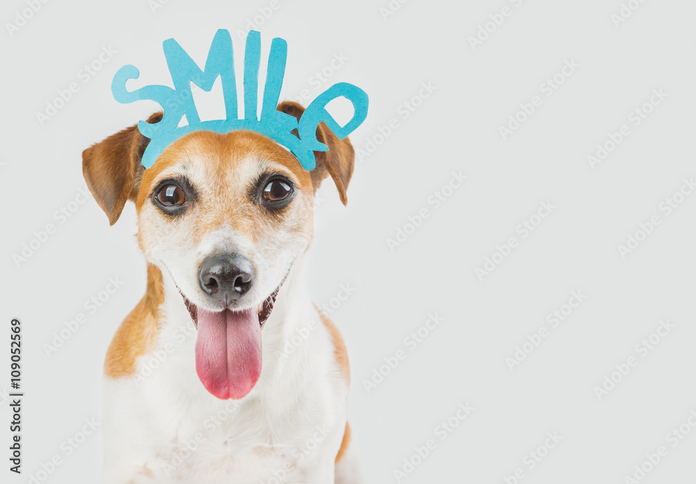 Portrait of cool smart Jack Russell terrier dog looking to you and saying Smile! Requests offers to smile cute pet. Do not leave anyone indifferent! gray ( grey ) background. greeting birthday card - obrazy, fototapety, plakaty 