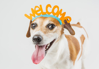 cheerful dog with the words welcome on the head. Pet friendly smile. Cheerful laughter. idea for the card Guest Invitation. Cool happy pup on gray ( grey ) background