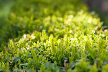 boxwood Bush