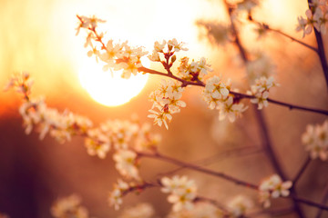 Fotomurales - Spring blossom background. Beautiful nature scene with blooming tree and sun flare