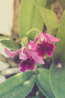 Purple orchid with vintage filter