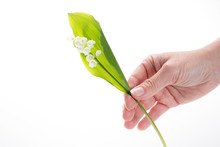 Hand Of A Woman Holding Muguet ( Lily Of The Valley )