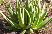 Leaves Of Medicinal Aloe Vera Plant 