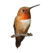 Rufous Hummingbird - Selasphorus rufus.   
Hand drawn vector illustration of a male Rufous hummingbird with iridescent orange-red throat patch on transparent background.
