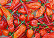 Colorful display of thai dragons, bhut jolokia, scotch bonnet peppers